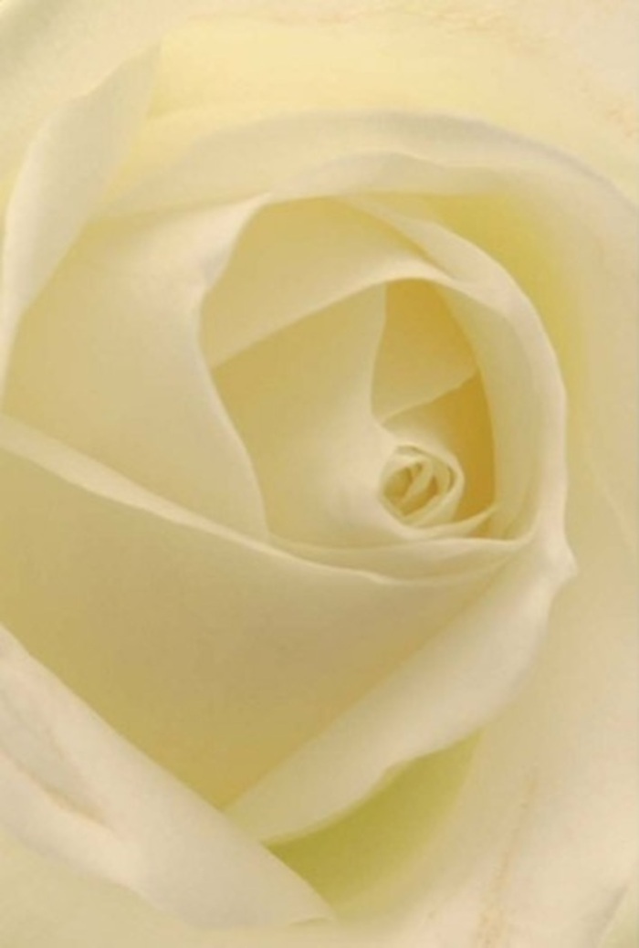 Seen from an intimate vantage, the pristine beauty of this white rose seems to shine with the serenity unique to mornings in Tulse Hill. The arrangement captures every subtle detail: creamy petals that glow as if kissed by soft sunlight, their surfaces echoing the quiet resilience found in the heart of South London's neighbourhoods. Gentle gradations of white and pale lemon blend seamlessly, enhanced by shadows that drift across each elegant fold-reminders of the ever-changing skies above Brockwell Park. For a florist, this bloom embodies the ideal tribute, perfect for romantic gestures, meaningful apologies, or as the elegant centrepiece of a wedding reception along Norwood Road. The stunning spiral of its core hints at both purity and strength, while small nuances in shadow and light reveal the hand of an experienced florist crafting with purpose and skill. The rose's imagined fragrance drifts quietly, clean and reassuring, suitable for any moment where emotion needs expression-making deliveries from Florist Tulse Hill a poignant symbol of care and sincerity.